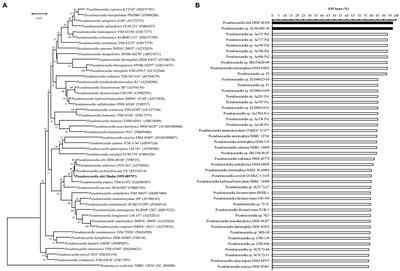 Enabling Efficient Genetic Manipulations in a Rare Actinomycete Pseudonocardia alni Shahu